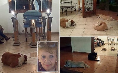 Бездомни кучета дойдоха на погребението на жена, която ги храни