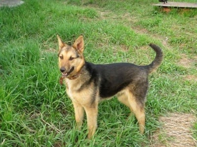 Бездомно куче осинови седем котенца, изхвърлени на боклука