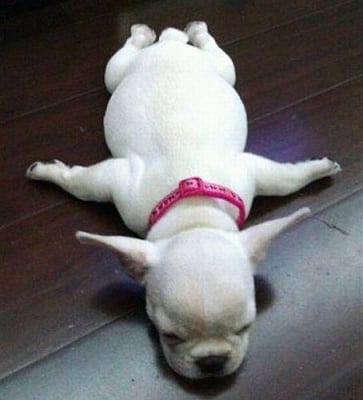 Смешни снимки на безгрижно спящи кучета