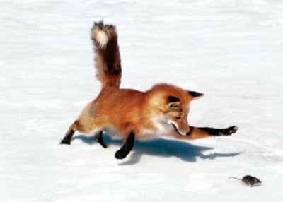 Биология на лисицата