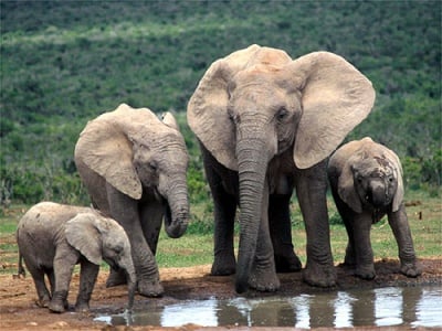 Биология на слона
