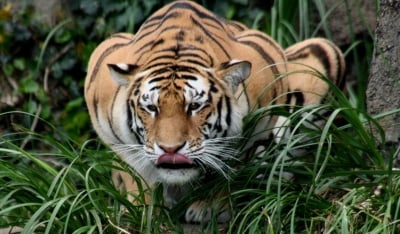 Биология на тигър