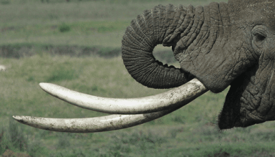 Бивни на Африкански слон