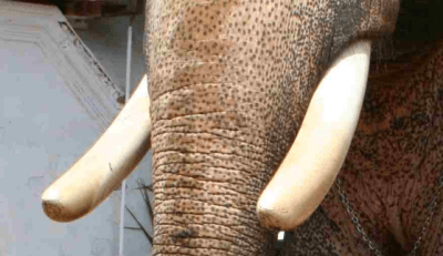 Бивни на Азиатски слон