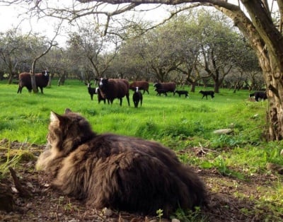 Бивша бездомна котка помага на фермер да пасе овцете си (видео)
