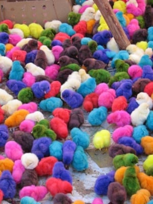 "Цветовете на дъгата" ;)