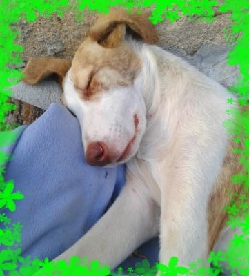 Кучето Бобка :) 