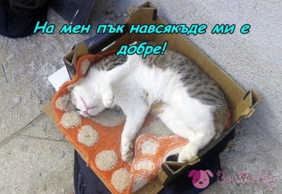 Истински бохем