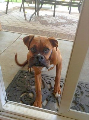 Боксер с оток в областта на носа и устата