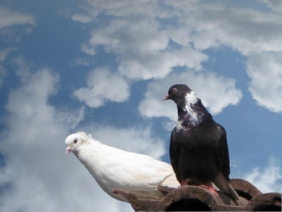 Боледуват ли гълъбите от Антракс