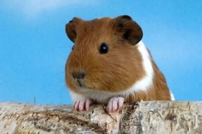 Болести при морското свинче