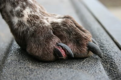 Болни нокти куче