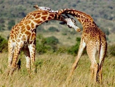 Борба между жирафи
