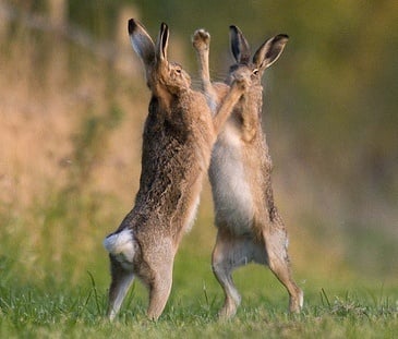 Борба между мъжки зайци
