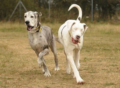 Бял дог Лили и сив дог Медисън