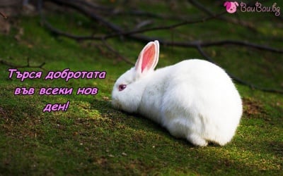 Съвършена чистота