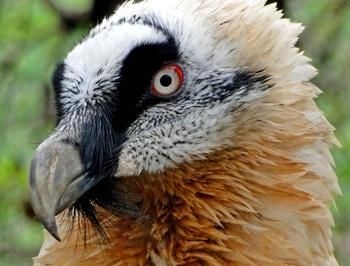 Брадат лешояд