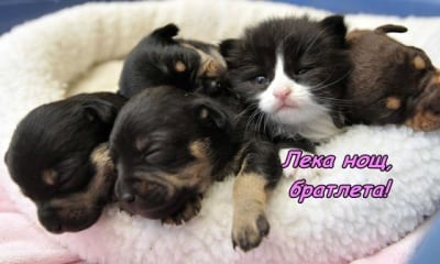 Братчета по съдба