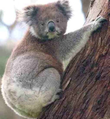 Бременна коала