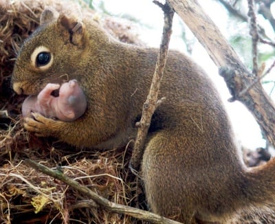 Кой колко ражда?