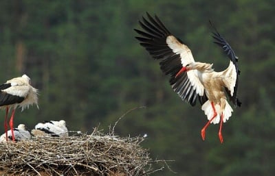 Добра новина: броят на белите щъркели у нас се увеличава!