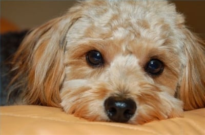 Бруцелоза при кучето