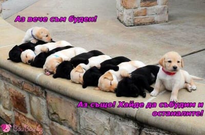 Домино по лабрадорски