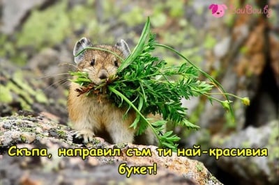 Букет за моята дама