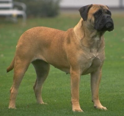 Булмастиф