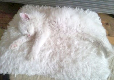 Царете на камуфлажа - 20 домашни животни, които трудно ще откриете вкъщи