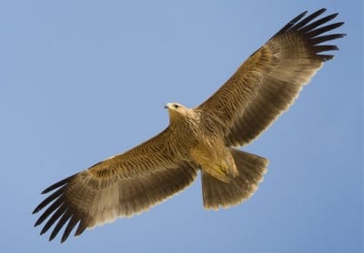 Еколози с радост установиха първите за годината новоизлюпени Царски орли в Странджа