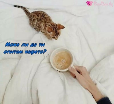 Глътка кафе