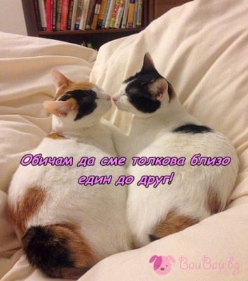 Целувка преди сън