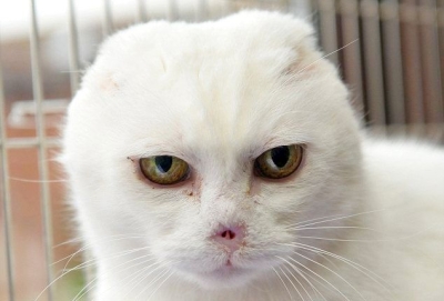 Чарли, котето без нос и уши