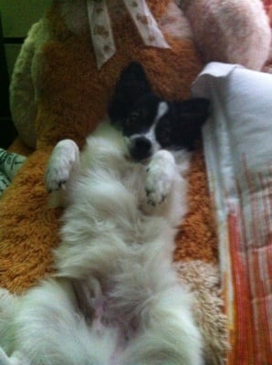 Чарли - малкият ми коцкар :) си търси госпожица