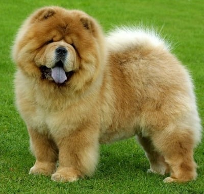 Чау Чау (Чао Чао)