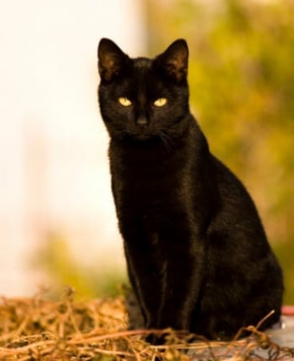 Черна котка с жълти очи