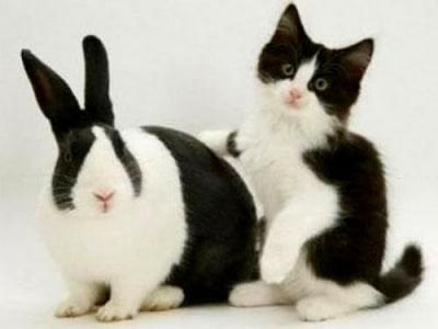 Черно-бяла красота