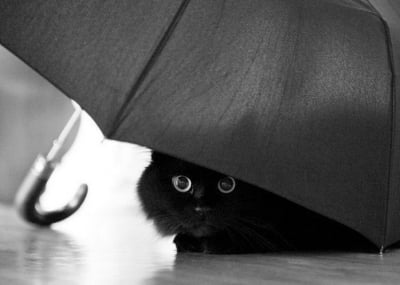 Черно коте под чадър