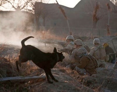 Черно куче на война