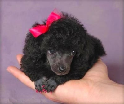 Черната лейди