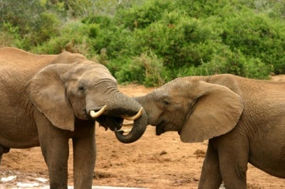 Чифтосване на слонове
