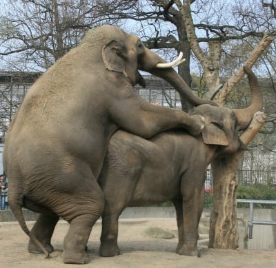 Чифтосване при слона