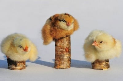 И-и-и златен медал в категория "Пухкаво крилце" печели ...