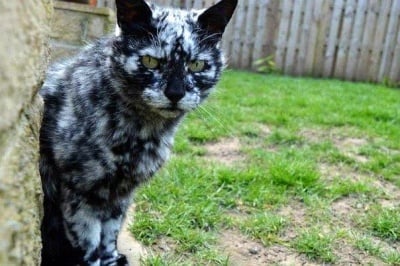 Чисто черна котка придобива уникална мраморна окраска