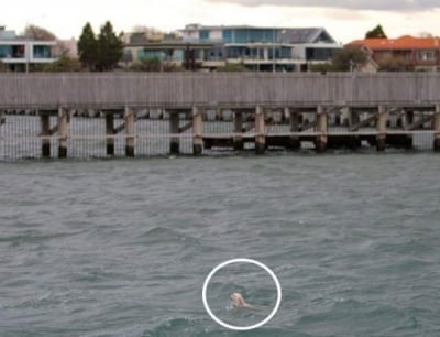 Човек се хвърли в морето, за да спаси давещо се кученце