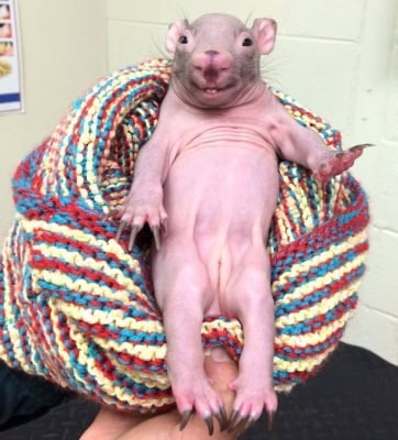 Човек спасява живота на непознато същество