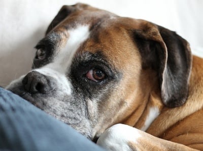 Хроничен гастрит при кучето