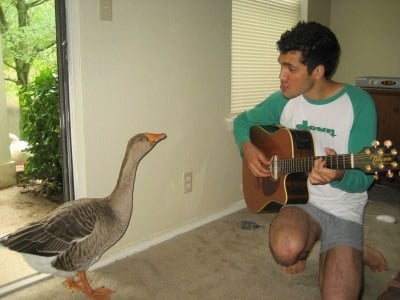 Чудни случаи на приятелство между дружелюбни хора и животни