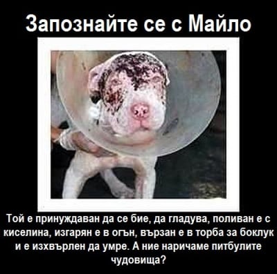 Чудовища ли са питбулите?